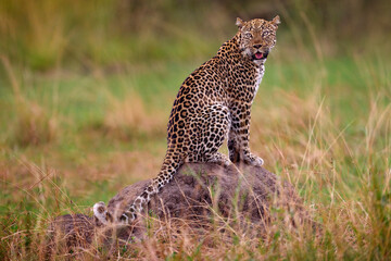 Uganda wildlife. Leopard, Panthera pardus shortidgei, hidden head portrait in the nice orange...