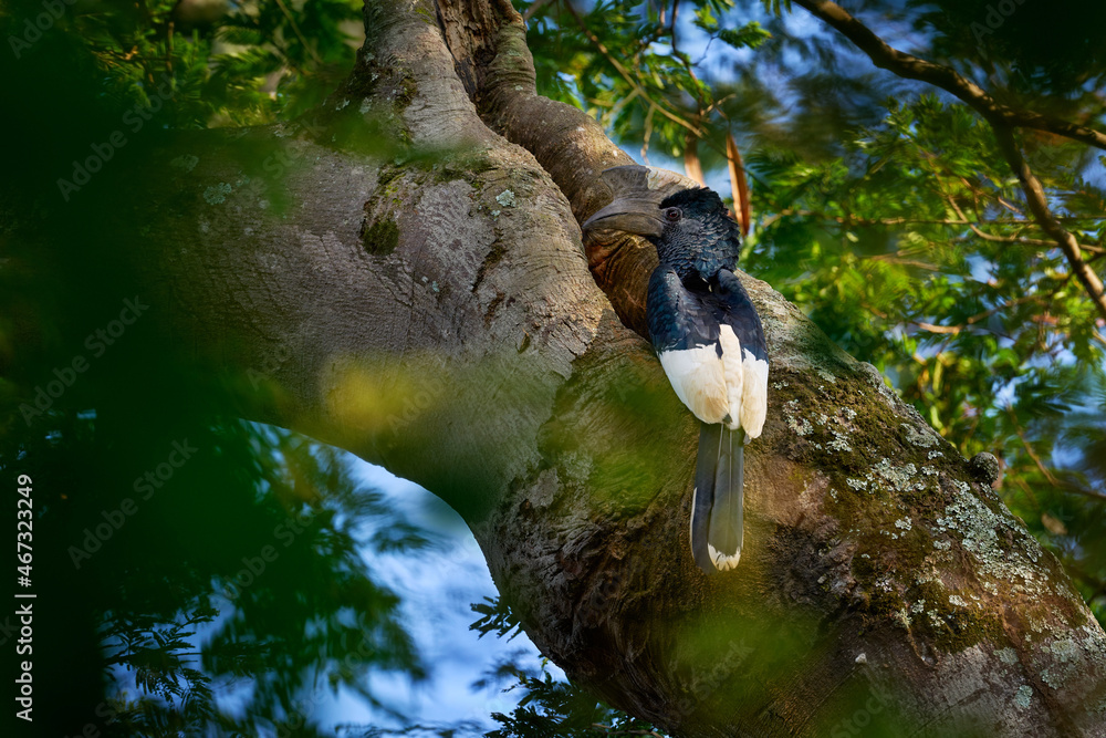 Wall mural Black-and-white-casqued hornbill, Bycanistes subcylindricus, near the nest tree hole in green vegetation. Entebe park, Uganda in Africa. Grey-cheeked hornbill, bird with big bill in nature, wildlife