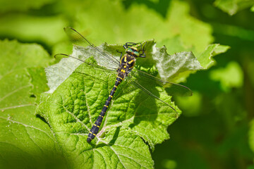 Cordulegaster boltonii, golden-ringed dragonfly, largest dragonflies sitting on the green leaves in...