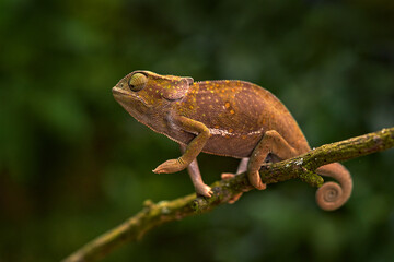 Fototapeta premium flap-necked chameleon (Chamaeleo dilepis),on the branch in forest habitat. Exotic beautiful endemic green reptile with long tail from South Africa. Wildlife scene from nature. Female of chameleon.