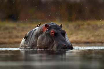 Hippo with birds.  African Hippopotamus, Hippopotamus amphibius capensis, with evening sun, animal in the nature water habitat, Khwai, Moremi in Botswana, Africa. Wildlife scene from nature.