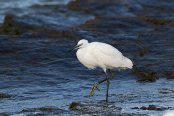 A Little egret looking for food on the seashore
