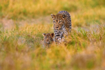 Botswana wildlife.,  Leopard, Panthera pardus shortidgei, hidden head portrait in the nice orange grass, big wild cat in the nature habitat, sunny day on the savannah, Khwai river. Wildlife nature.