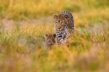 Tuinposter Botswana wildlife., Leopard, Panthera pardus shortidgei, verborgen hoofdportret in het mooie oranje gras, grote wilde kat in de natuurhabitat, zonnige dag op de savanne, Khwai-rivier. Natuur in het wild. © ondrejprosicky