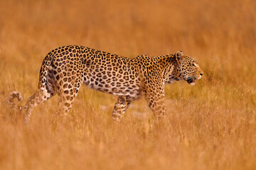 Botswana wildlife.,  Leopard, Panthera pardus shortidgei, hidden head portrait in the nice orange grass, big wild cat in the nature habitat, sunny day on the savannah, Khwai river. Wildlife nature.