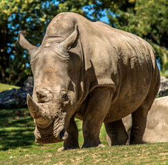 Obraz premium Rhinocéros solitaire dans le parc zoologique de Saint-Aignan, Loir-et-Cher, France