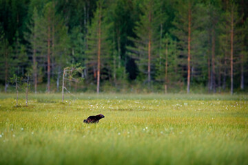 Wolverine running  in Finnish taiga. Wildlife scene from nature. Rare animal from north of Europe. Wild wolverine in summer grass. Wildlife Europe.
