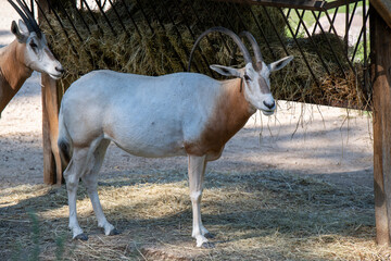 Scimitar- horned oryx, antelope eating hay at the zoo