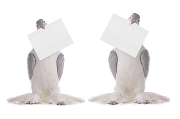 two doves holds a sheet in its beak for writing your text is isolated on a white background