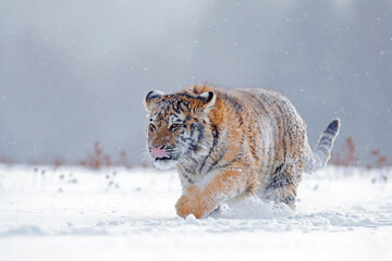 Fototapeta na wymiar Tiger in wild winter nature, running in the snow. Siberian tiger, Panthera tigris altaica. Snowflakes with wild cat. Action wildlife scene with dangerous animal. Cold winter in taiga, Russia.