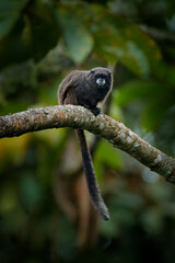Black Mantle Tamarin monkey from Sumaco National Park in Ecuador. Wildlife scene from nature....