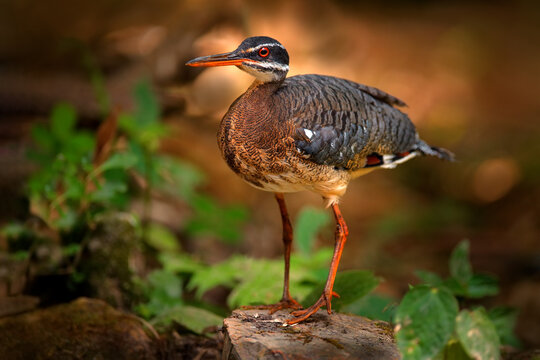 Sunbittern, Eurypyga helias, detail close-up portrait of rare bird from Mindo in Ecuador. Wildlife scene from nature. Sunbitter in the forest habitat near the water. Forest bird in the nature wood.