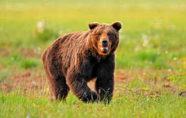 Brown bear on the green meadow, Finland, Europe. Wildlife nature.