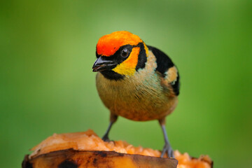 Bird with banana fruit. Tanager feeding behavour in the nature. Flame-faced tanager, Tangara parzudakii, sitting on beautiful mossy branch. Bird from Mindo, Ecuador. Birdwatching in South America.