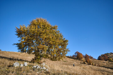 Albero sul monte Millifret nel Cansiglio