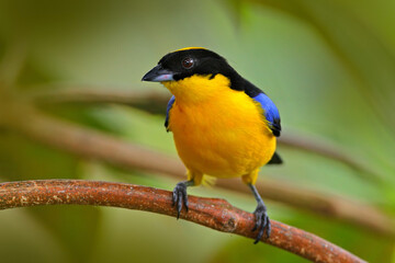 Fototapeta premium -, bird sitting on the moss tree branch in the dar forest nature habitat, Amagusa reserve, Ecuador. Birdwatching in Ecuador. Tanager in Ecuador.