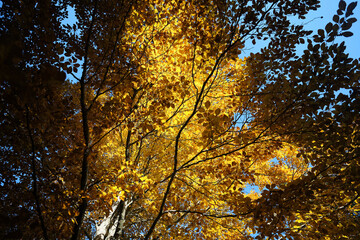 Riserva naturale integrale Piaie Longhe-Millifret in autunno, Foresta del Cansiglio, Italia