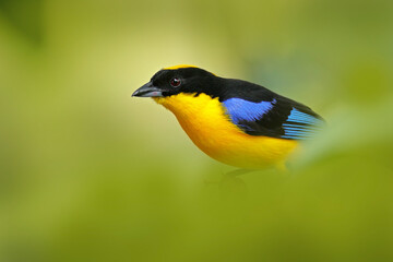 Tanager detail close-up portrait. Blue-winged mountain tanager, Anisognathus somptuosus, bird sitting on the moss tree branch in the dar forest nature habitat, Amagusa reserve, Ecuador. Birdwatching.