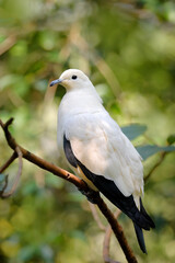 Ducula bicolor, Pied imperial pigeon, beautifull big white bird from Thailand. Pigeon in the habitat, sunny day in the green forest. Wildlife scene from nature.  Bird sitting on the tree trunk.