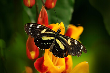 Fototapeta na wymiar Butterfly in nature. Heliconius atthis, false zebra longwing buttrfly, on the flower bloom forest in the jungle, Costa Rica. Insect in the nature habitat, wildlife.