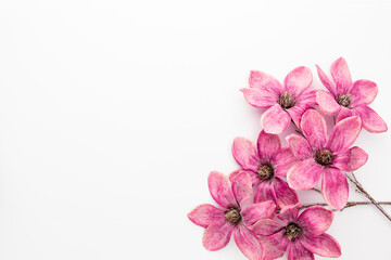 Naklejka na ściany i meble Pink magnolia flowers isolated on white background.
