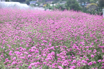 Amaranth flower field and blurred background.