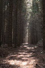 Sentiero nel bosco con luce che filtra tra le chiome