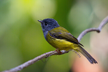 Flycatchers of Thailaand
