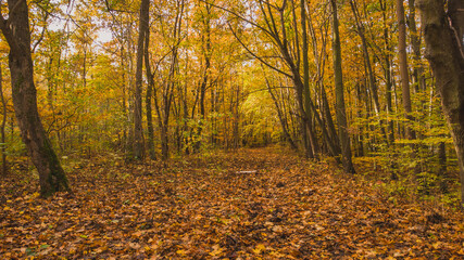 Fototapeta premium Amazing park of luminous autumnal colors. 