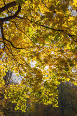 The sun shining through the leaves
