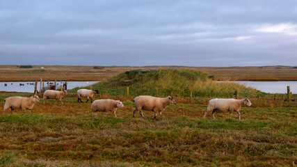 Fototapeta premium Herd of Sheep in salt marshes. Bricqueville-sur-Mer village