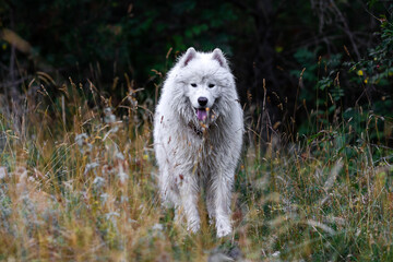 Adorable samoyed in the mountain