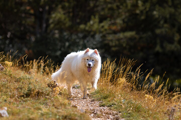 Adorable samoyed in the mountain