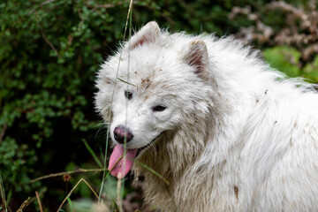 Adorable samoyed in the mountain