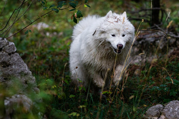 Adorable samoyed in the mountain