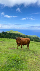 Fototapeta premium Cows graze in a meadow high in the mountains with a view of the sea and clouds.