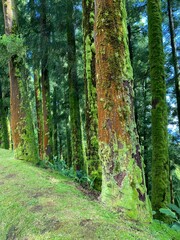 Obraz premium Beautiful background of brown tree trunks and bright green moss in a tropical moist forest.