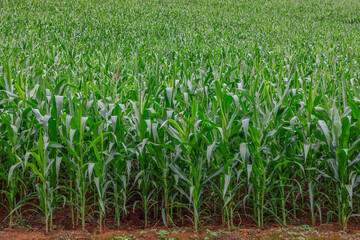 Obraz premium Corn or maize field with green leaves growing on soil.