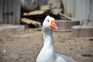 white goose close up in the backyard