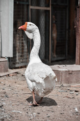Obraz premium white goose close up in the backyard