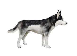 There is a dog husky. Side view. White background. Isolated.
