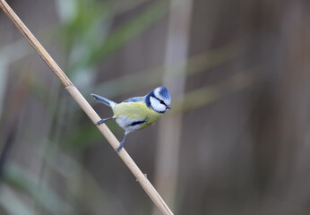 Close-up photo of a Eurasian blue tit (Cyanistes caeruleus) near the feeder and on a cane branch on a blurred background. Ideal for cutouts and collages. Bird identification signs
