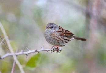 Close-up of a dunnock (Prunella modularis) in winter plumage, photographed in its natural habitat of dense bush and against a beautifully blurred background. 