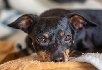 Close-up of cute head ratter dog lying on blanket