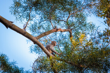 Fototapeta na wymiar Young monkey climbing on a tree, Lion Rock, country park in Hong Kong