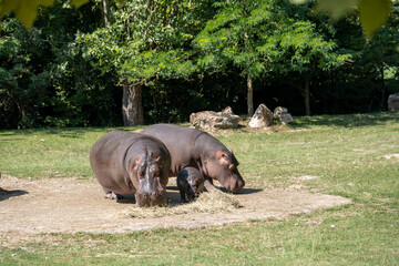 family of hippos eating hay at the zoo