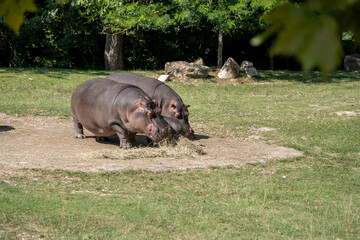 family of hippos eating hay at the zoo