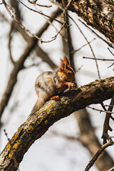 Squirrel on a branch gnaws a nut