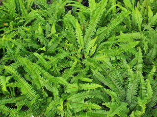 Nephrolepis cordifolia a small green leafy ornamental plant with spores under the leaves. Create a beautiful garden to add moisture to the nature.