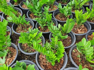 Zamioculcas zamifolia succulent plants have underground rhizomes. Succulent stems pierce leaves above the soil. needle green glossy leaves good air purification.